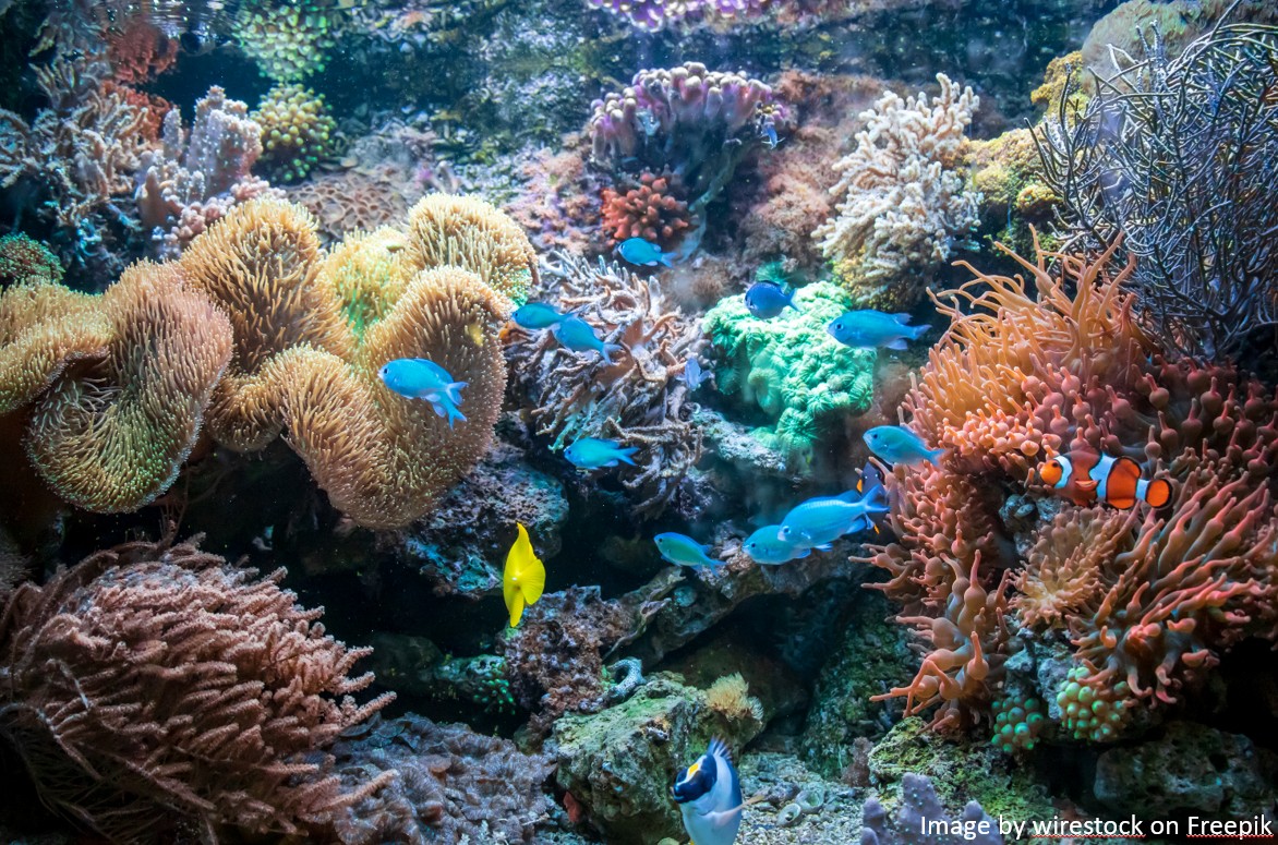 Redang Island-3D2N Diving Package